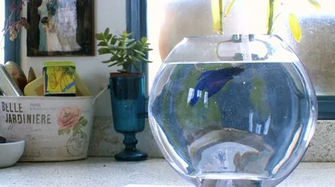 Fish in a Bowl 6 Stock Footage 10901169