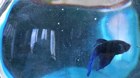 Fish in a Bowl 7 Stock Footage 10901316