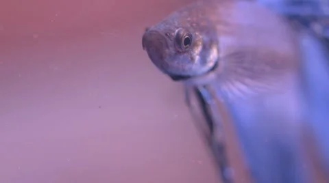 Fish in Bowl Close up Stockbeeldmateriaal 68217482