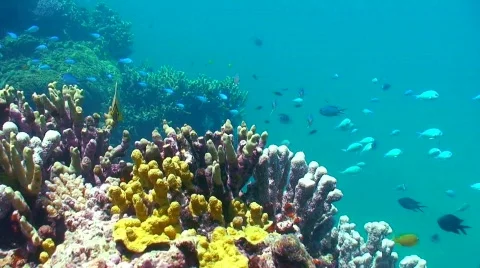 Fish Bowl Stock Footage 330882
