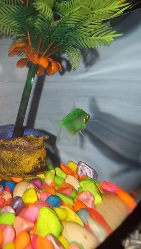 Fish in the bowl mini aquarium Stock Footage 244683027