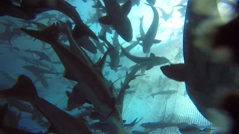 Fish in the box net Stock Footage 263096414