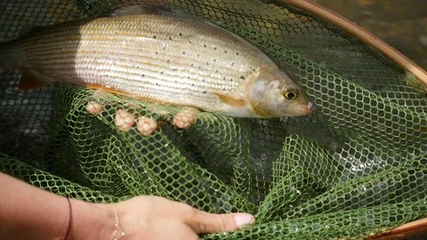 Fish in brailer gasping for water Stock-Footage 79663030