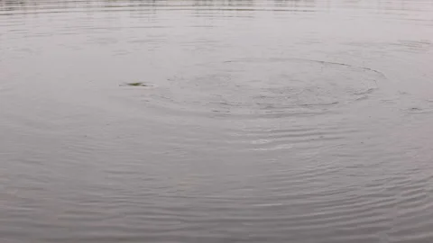 Fish breaking water surface during fight on fishing line, splash and ripples on Stock Footage 325442478