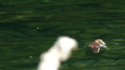 A fish breaks the surface to swallow a mayfly Stock Footage 318538186