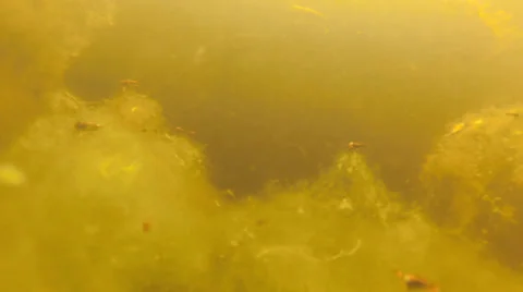 Fish, Bream eases towards camera in ethereal algae world Stock Footage 39582914