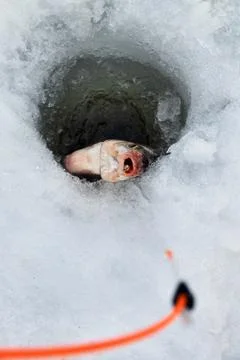 Fish bream in the hole in ice. Stock Photos