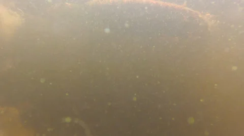 Fish, Bream, small perch swim through frame Stock Footage 39582898