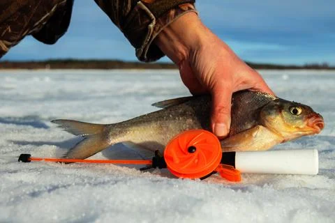 Fish bream in the snow. Stock Photos