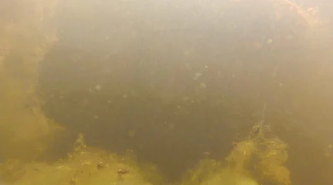 Fish, Bream, Spotted Sunfish, Shell cracker stops in fron of camera Stock Footage 39583077