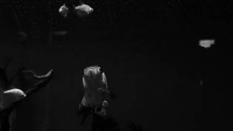 Fish Breathing from Dark to Bright Видео 284335101