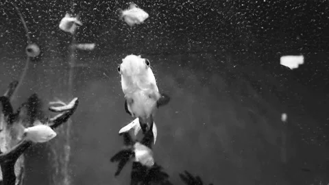 Fish Breathing in Slow Motion, Black and White Video stock 284335148