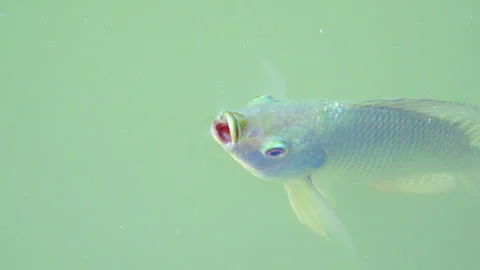 Fish breathing on a water surface 스톡 동영상 301845478