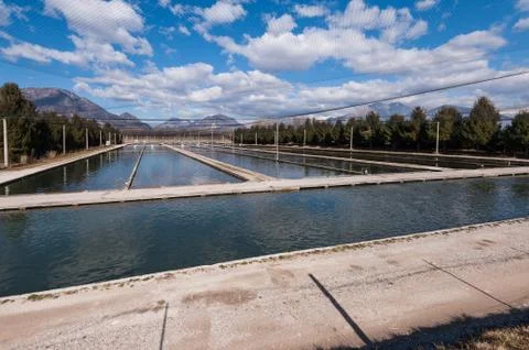 Fish breeding. Baths and protective nets. Trout fish farm. Foto stock