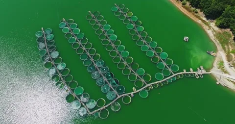 Fish Breeding Nets Under Hot Summer Heat Reflections Calm Waters Aerial Steady Stock Footage 300507941