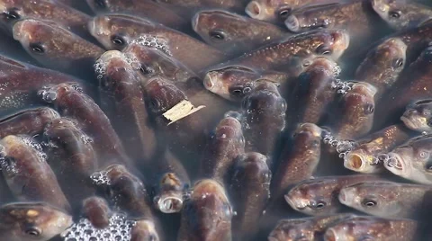 Fish breeding pond Video stock 42914126