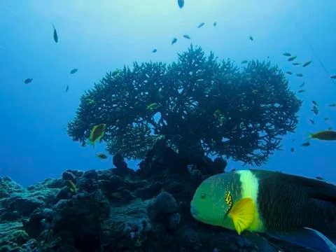 Fish Broomtail Wrasse Foto stock