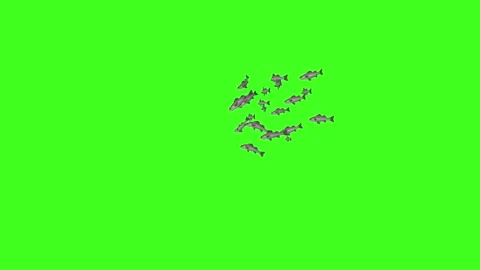 FISH BROWN, Single Fish Swim Green Screen Video, 3D Animation, Underwater Stock Footage 209911176