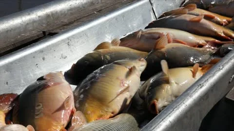 Fish in bucket Stock Footage 24652425