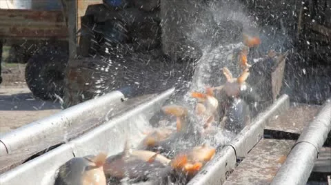 Fish in bucket Stock Footage 24652434