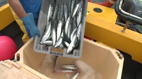 Fish in a bucket Stock Footage 47324448