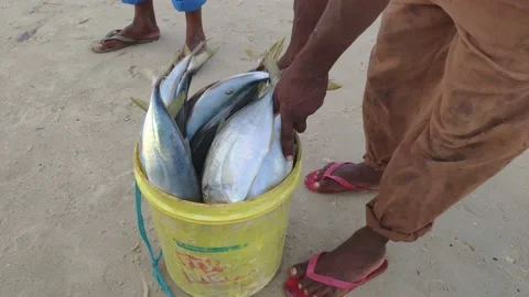 Fish in a bucket Stock Footage 156086068