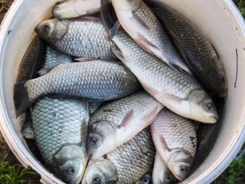 Fish in the bucket Stock Photos