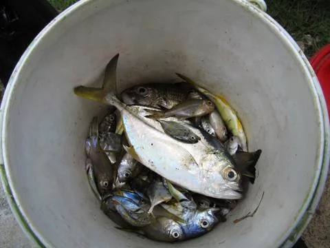 Fish in the bucket Fotos de archivo