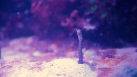 Fish buried in sand Video stock 316118577