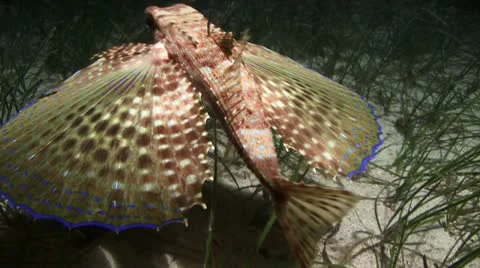 Fish butterfly Stock Footage 11263166