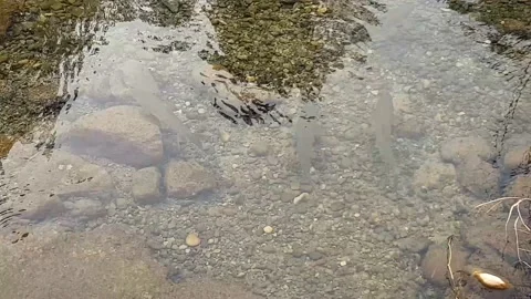 Fish in calm and crystal clear water Stock Footage 133530265