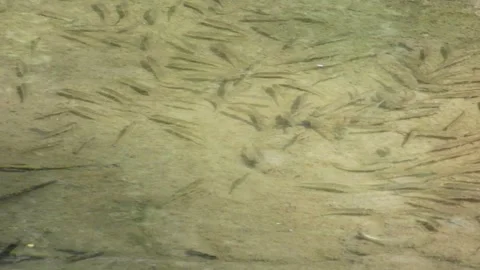 Fish Camouflage Stock Footage 291532298