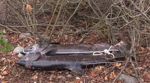 Fish Carcass Left for Predators Stockbeeldmateriaal 44166974