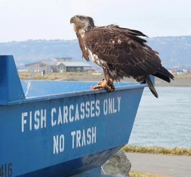 Fish Carcasses Only Stock Photos