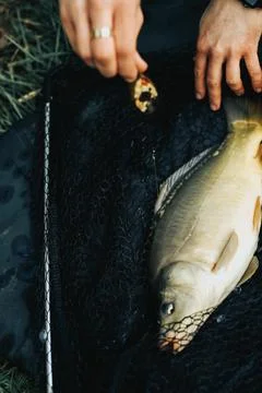 Fish carp caught on a bait on a hook on a fishing net Stock Photos
