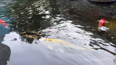 Fish CARP fancy, koi in pond, japanese National animal Stock Footage 344554331