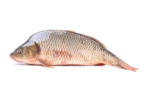 Fish carp isolate on a white background Stock Photos