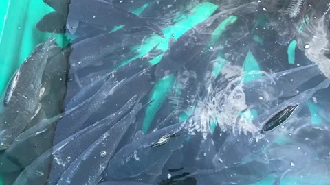 Fish carp in kennel Stock Footage 247215917