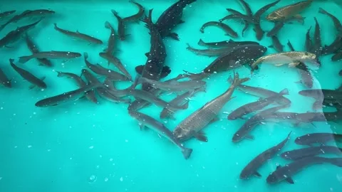Fish carp trout in kennel Stock Footage 247215970
