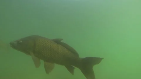 Fish, Carp, Underwater Stock Footage