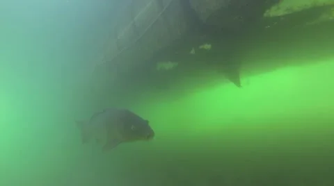 Fish, Carp, Underwater Stock Footage 41645083