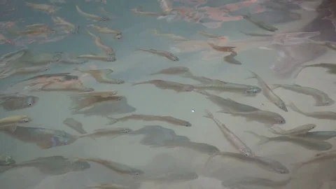 Fish in cascade Stock Footage 82774616