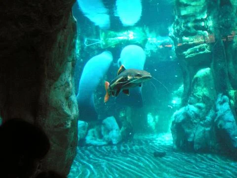 Fish Cat Stock Photos