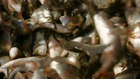 Fish catch, fish jumping and crawling, mass of fish Stock Footage 77828082