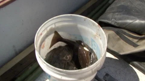 Fish catch Stock Footage 52480078