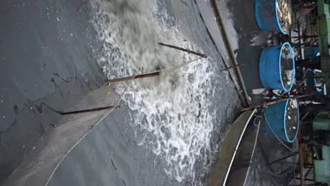 Fish catch for import vertical video Stock Footage 257054916