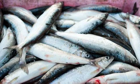 Fish catch Stock Photos