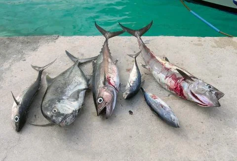 Fish catch Stock Photos