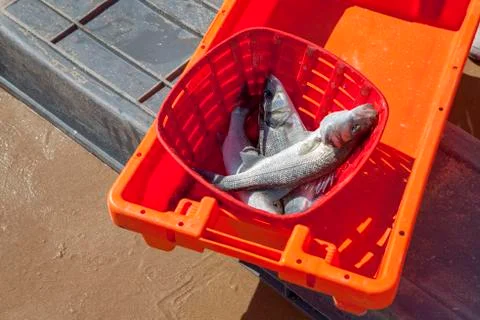 Fish catch Stock Photos