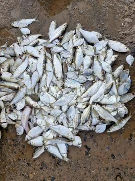 The fish catch is spread out on the ground Stock Photos